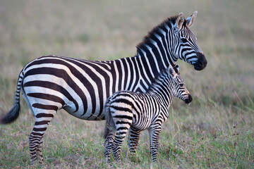 Fototapeta na wymiar Africa, Tanzania. A young foal stands next to its mother.
