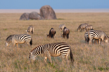 Fototapeta na wymiar Africa, Tanzania, The Serengeti. Herd animals graze together on the plains with kopjes in the distance.