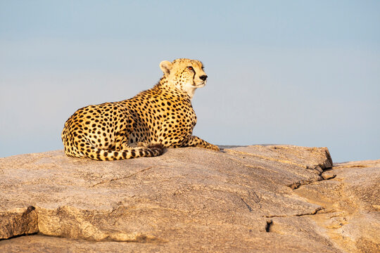 Africa, Tanzania. Portrait of a cheetah lying on top of a stone kopje.