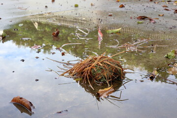 The bird's nest fell to the wet cement floor