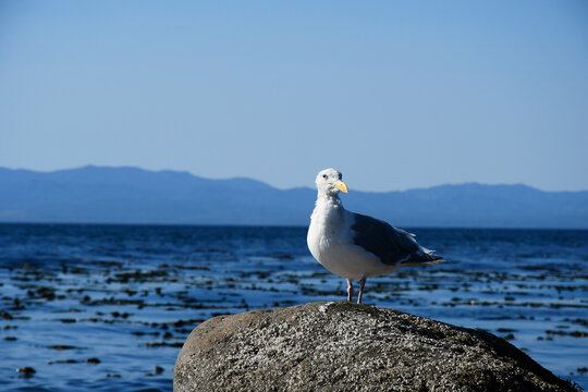 An image of a single white and grey seagull standing on a boulder at the edge of the Pacific Ocean. 
