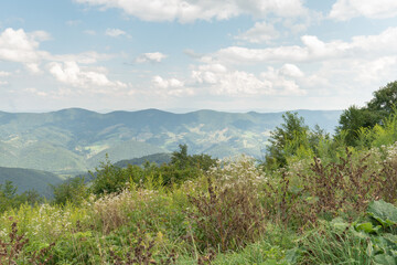 field of wildflowers and native plants and grasses populate a high altitude hillside along a mountain ridge with another off on the horizon