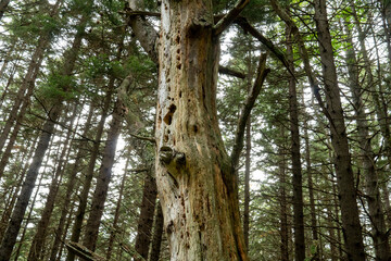 Large dead conifer evergreen pine tree in wooded forest filled with holes and cavities of insects and birds