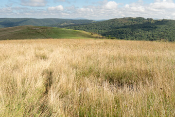 Field of tall grass typically cut for hay in the fall to feed farm livestock and heard of cattle if they are not grazing on this meadow during the summer season on the farm plot of agricultural ranch  © _ _