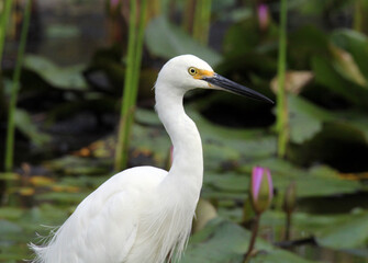 Close up portrait of a little egret bird standing in a pond of water