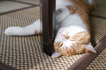 テーブルの下でくつろぐ茶白猫