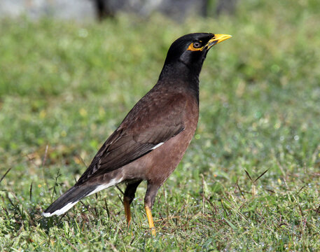 Common myna bird standing on the grass in a park