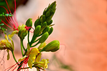 Mexican Bird of Paradise plant blooming in summer close up of stamen