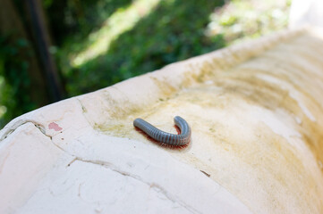 There is a millipede on the roof