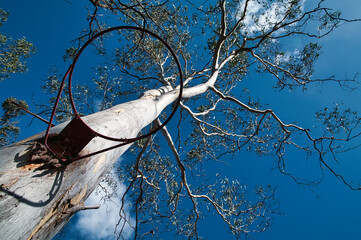 BasketBall hoop on a tree © Chris