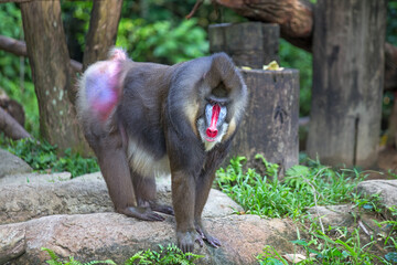 Mandrill is a large Old World monkey native to west-central Africa
