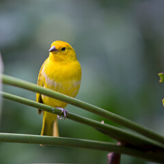 Canary is a small size song bird originating from the Macaronesian Islands.