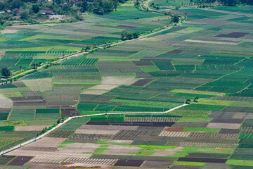 Fototapeta na wymiar green ricefield from above