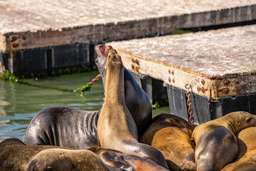 Sea lions playing and fighting. Wildlife photography.