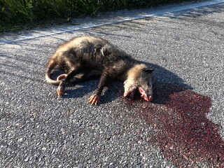 Dead Opossum road kill 
