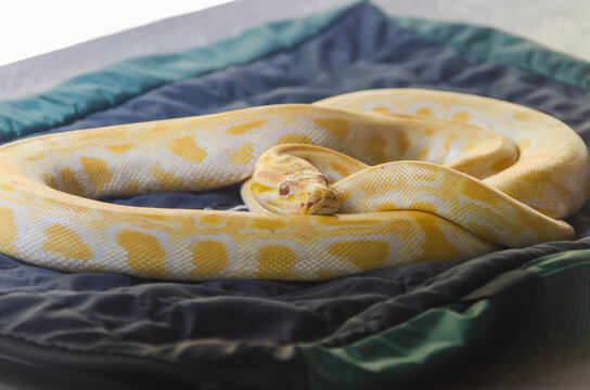 Albino snake found in the forest of Merida, Venezuela.