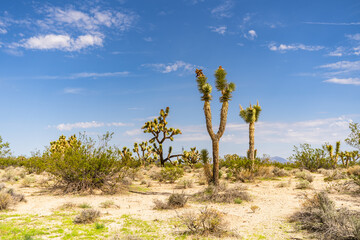 Fototapeta na wymiar Joshua Tree in the Mojave Desert.