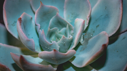 Detail look of blue Echeveria on dark background. Beautiful succulent echeveria