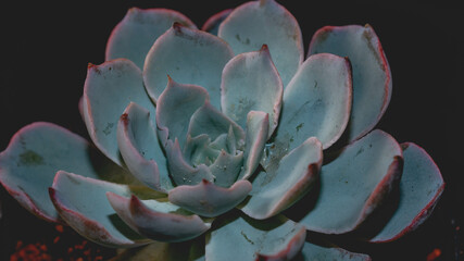 Detail look of blue Echeveria on dark background. Beautiful succulent echeveria