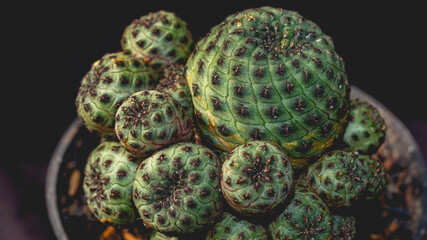 Detail look of Sulcorebutia Rauschii . Beautiful clump of Sulcorebutia cactus