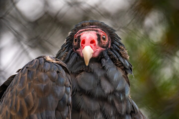 Close-up of Turkey vulture (Cathartes aura) 