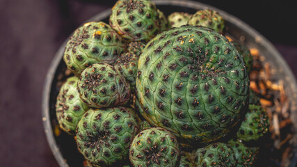 Detail look of Sulcorebutia Rauschii . Beautiful clump of Sulcorebutia cactus