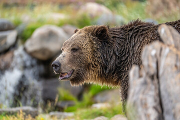 Close-up of a grizzly bear. Yellowstone wildlife.