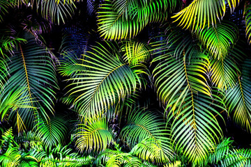 Palm trees texture background with copyspace