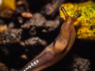 close up of a snail