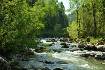 A stormy stream of a beautiful river with rocky banks flowing from the mountains through the morning summer forest.