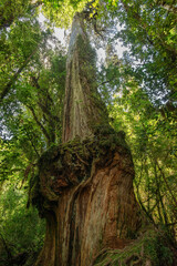 A tall Alerce Fitzroya tree or "Lahuen" (Fitzroya Cupressoides), a conifer native to the Andes mountains of southern Chile and Argentina whose specimens can reach 3,000 years of life.