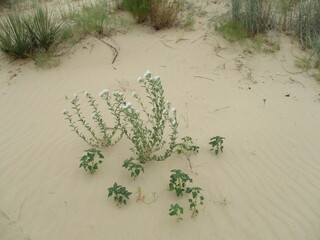 Hummingbirds Feeding on a feeder