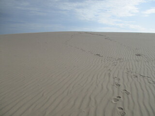 Hummingbirds Feeding on a feeder