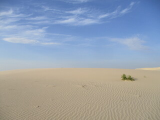Hummingbirds Feeding on a feeder