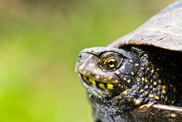 European pond turtle Emys orbicularis on a sunny summer day. Close up.