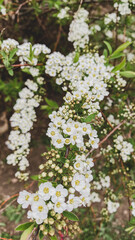 Nature of the Far East. Flowering of decorative deciduous shrub. Spirea