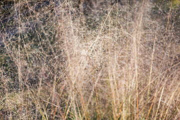 Fototapeta premium ネズミガヤの枯れた葉 