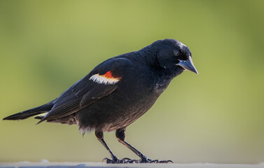 Close up image of a male red-winged blackbird curiously looking at the viewer on a sunny day.