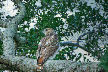 Red tailed hawk 