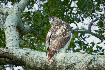 Red tailed hawk 