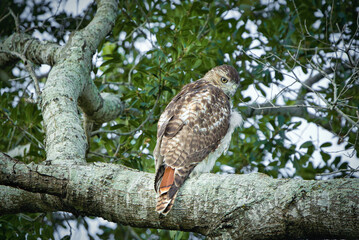 Red tailed hawk 