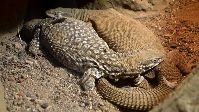 Spiny-tailed monitor, aka ridge-tailed, Australian species of lizard. Varanus acanthurus