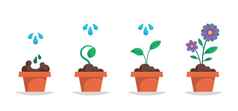 Potted flower growth cycle. Stages of growing beautiful indoor flowering plant. Care and watering. Gardening or farming. Design element for infographics. Cartoon modern flat vector illustration