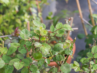 rose plant leaves with raindrops on the leaves