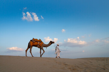 Old cameleer taking back his camel, Camelus dromedarius after tourist rides at dusk in sand dunes