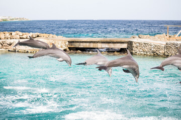 Show de Delfines