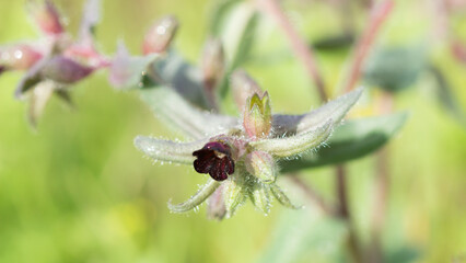 The dark brown nonea (lat. Nonea Pulla), of the family Boraginaceae. Central Russia.
