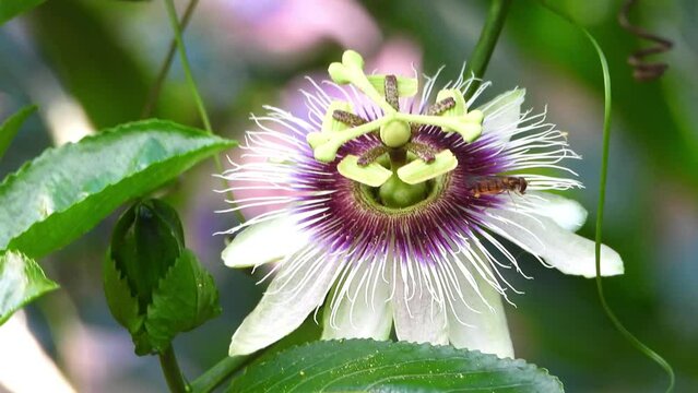 Hover fly takes off purple Passion flower hovering in the air & flying away 
