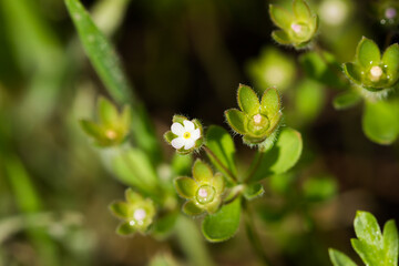 Androsace maxima, of the family Primulaceae. Central Russia.