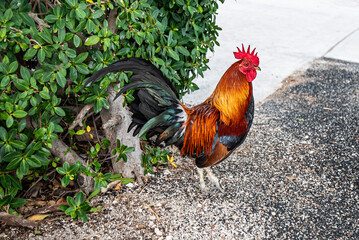 Wild rooster in Key West, Florida